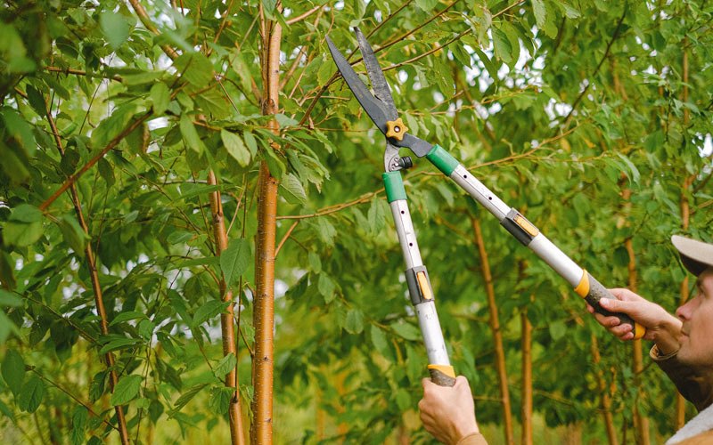 Tree trimming in Alta, IA